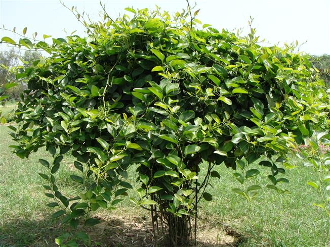 Smilax perfoliata